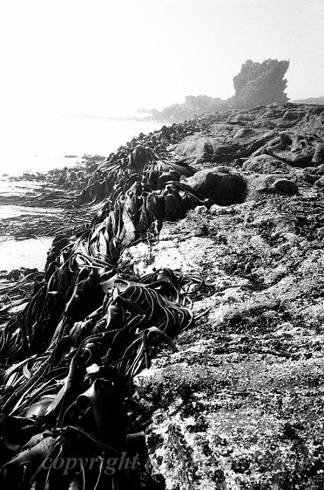 Sea Fog, Penguin Beach, Dunedin 00570015.JPG - Kodak TriX 400 film